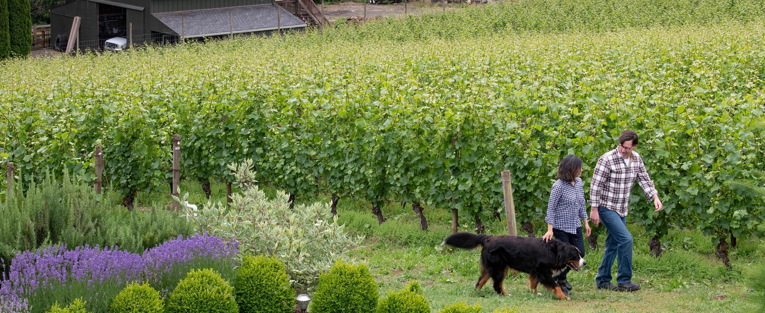 A couple and a dog walking the ÉLEVÉE vineyard.