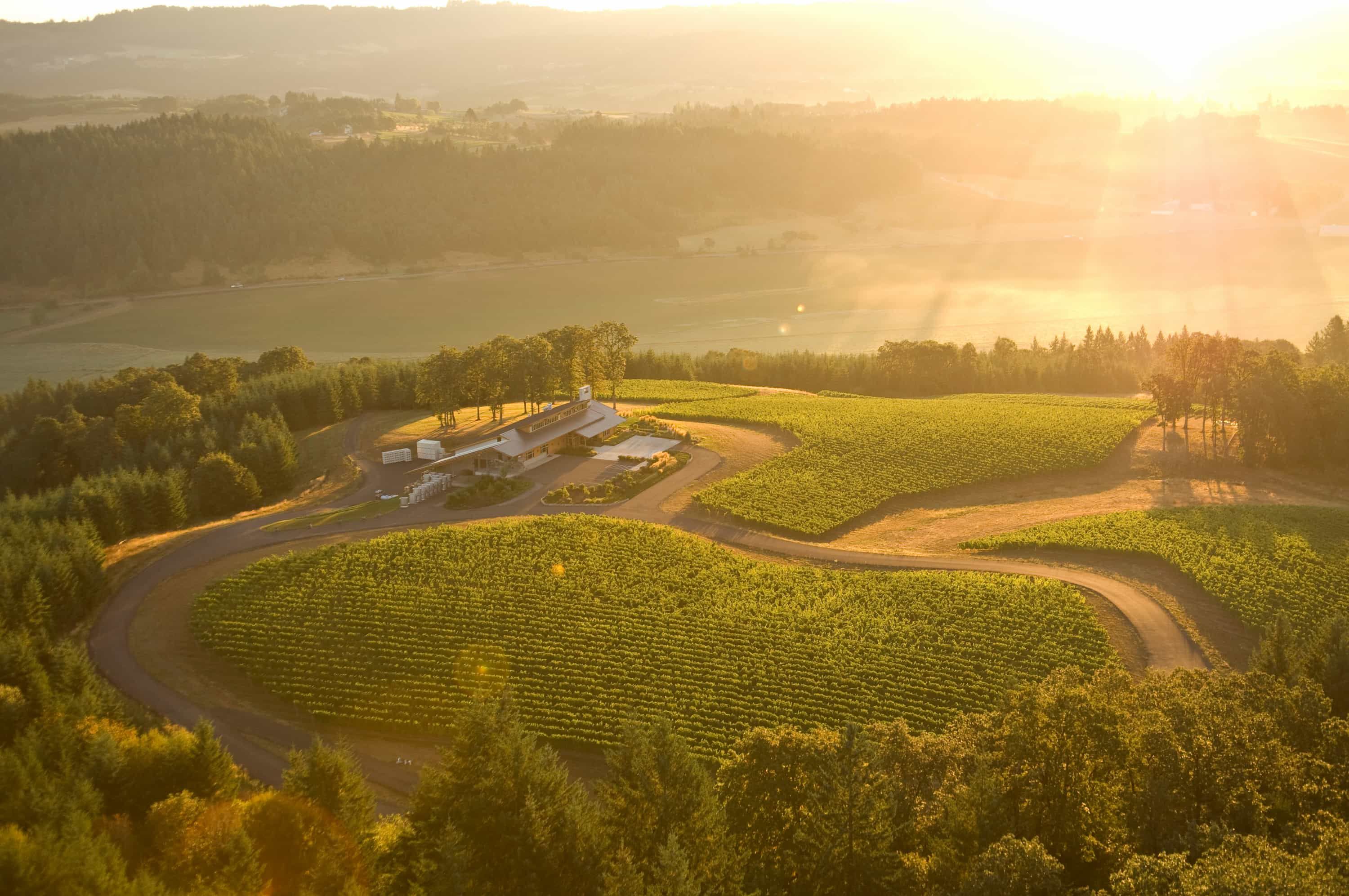 Looking high above the Penner-Ash Estate at sunrise.