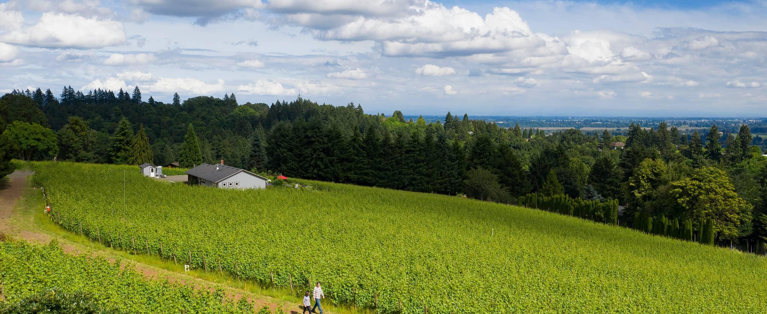 ÉLEVÉE Vineyard