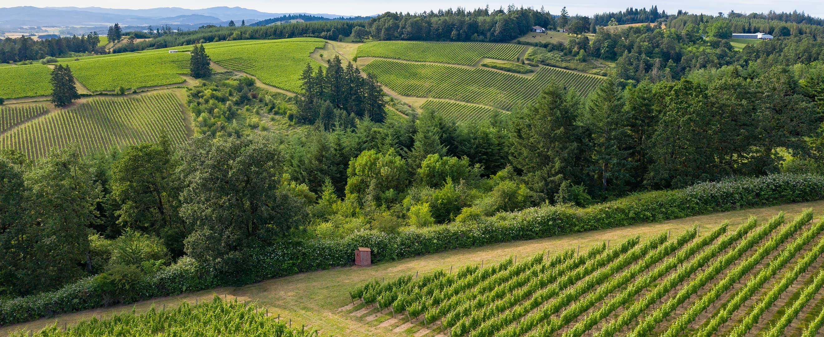 Shea Vineyard