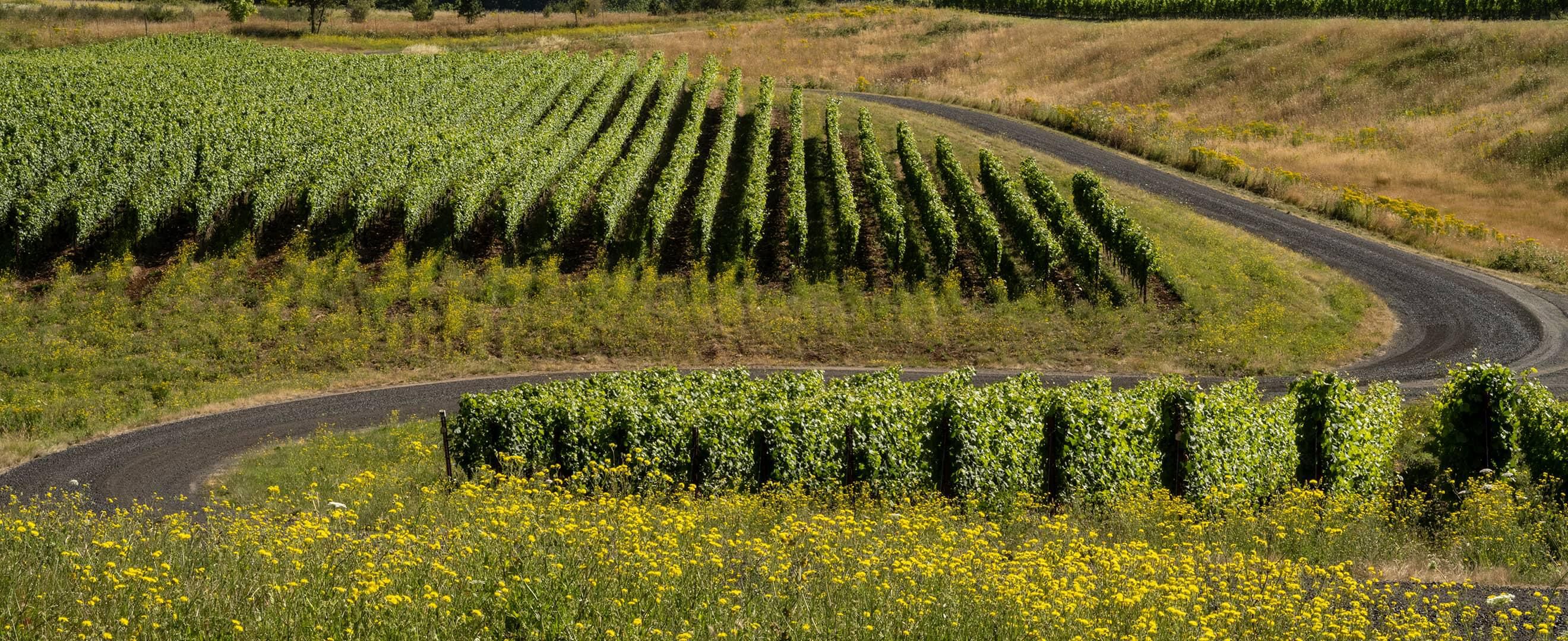 Zena Crown Vineyard