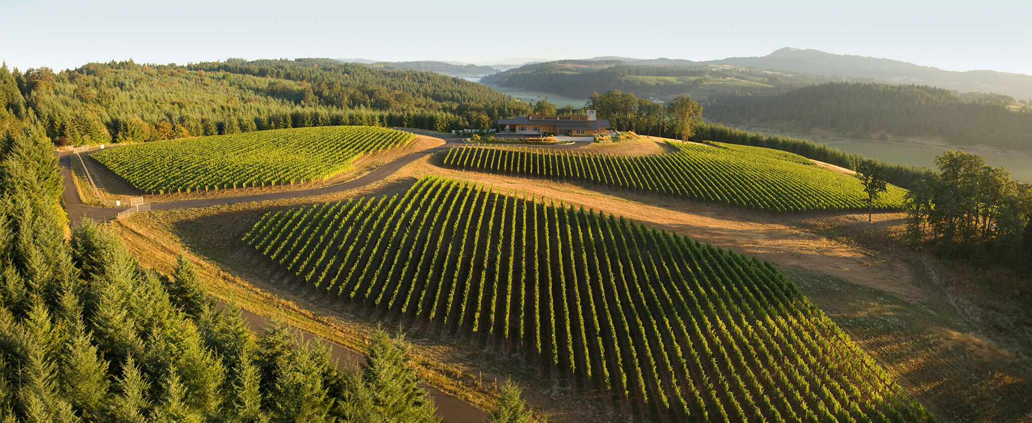 Penner-Ash Estate Vineyards birds eye view.