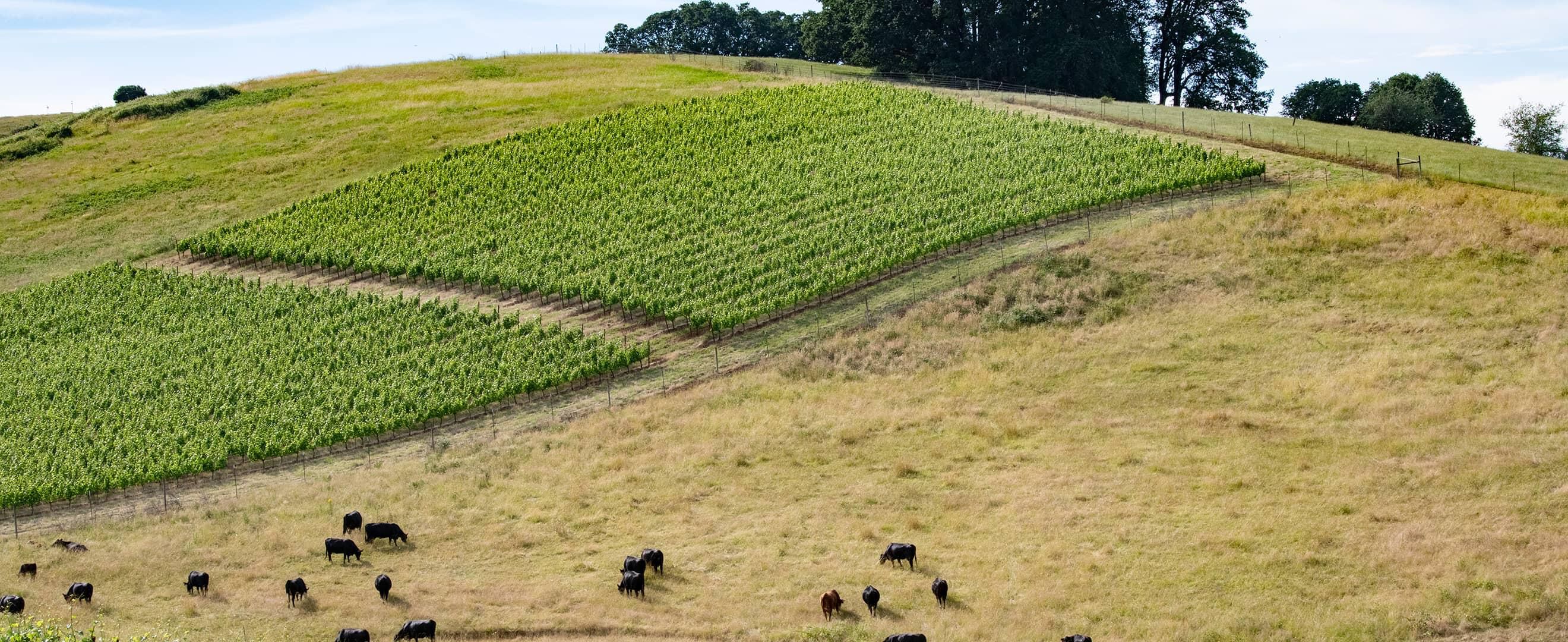 Aegrina Vineyard