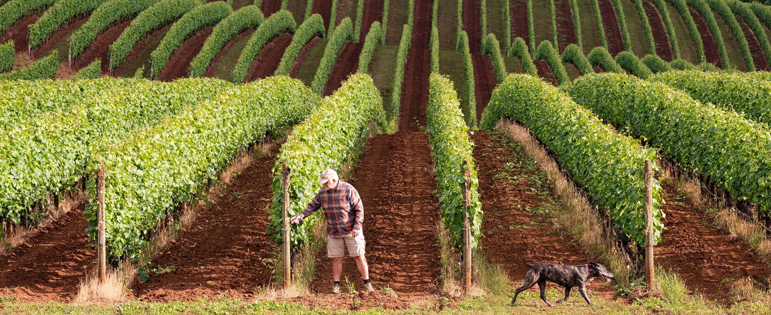 A person and their dog in Bell aVida Vineyards