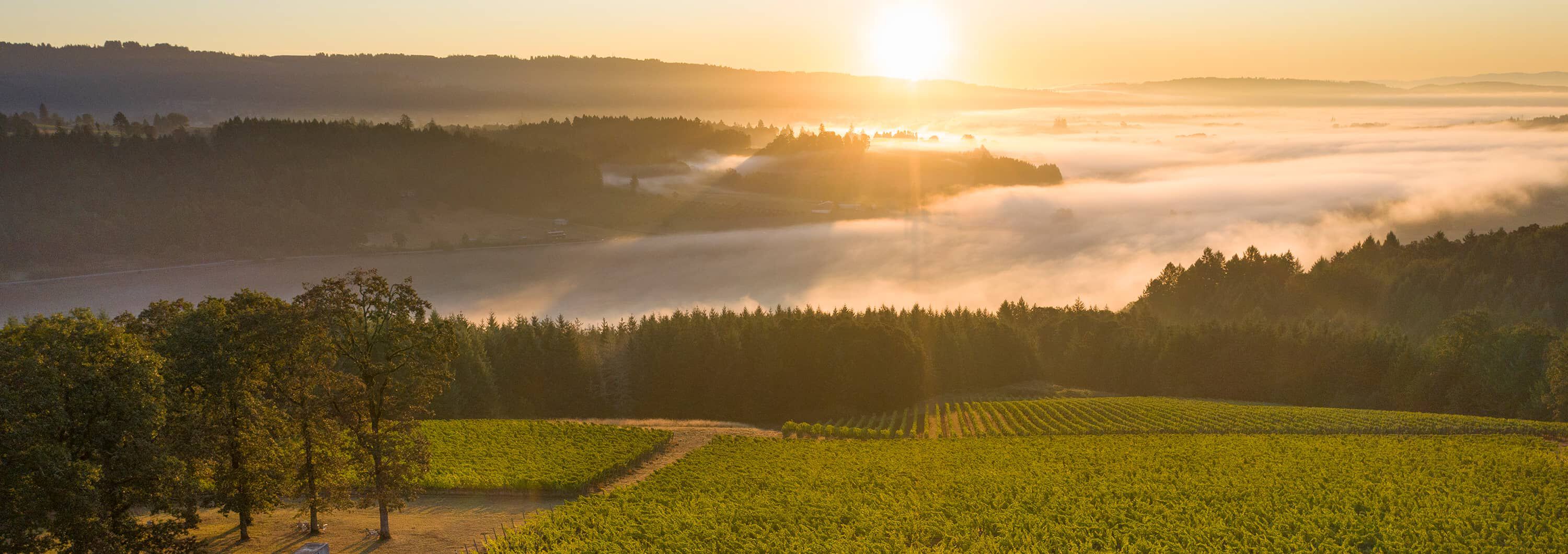 Penner-Ash Estate at sunrise. Penner-Ash Estate at sunrise.