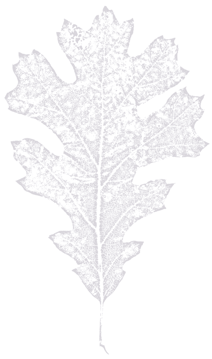 Oak Leaf Oak Leaf