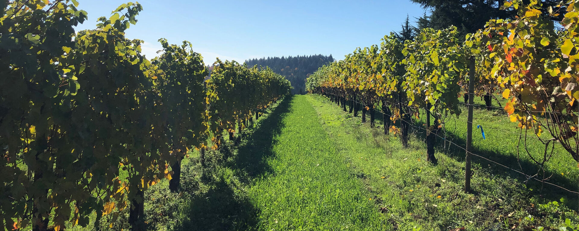 Maresh Vineyard Pinot Noir